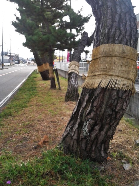 東海道の松並木