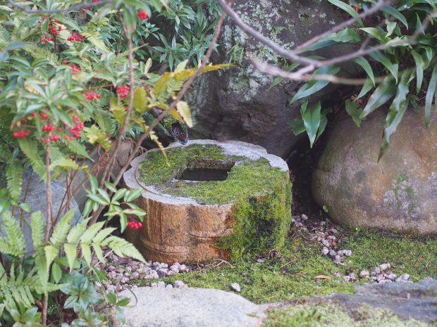 お庭の水鉢