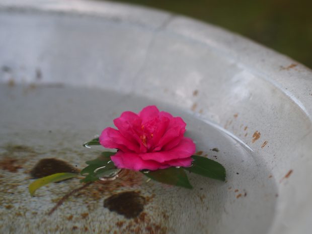 水鉢　カンツバキ